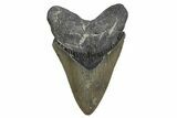 Serrated, Fossil Megalodon Tooth - North Carolina #345652-1